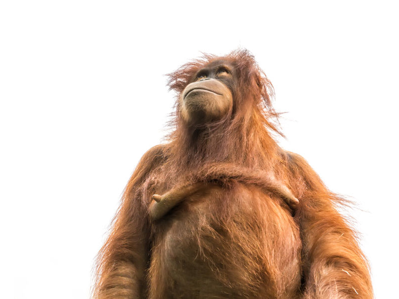 bonmots orangutan