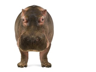 bonmots hippo